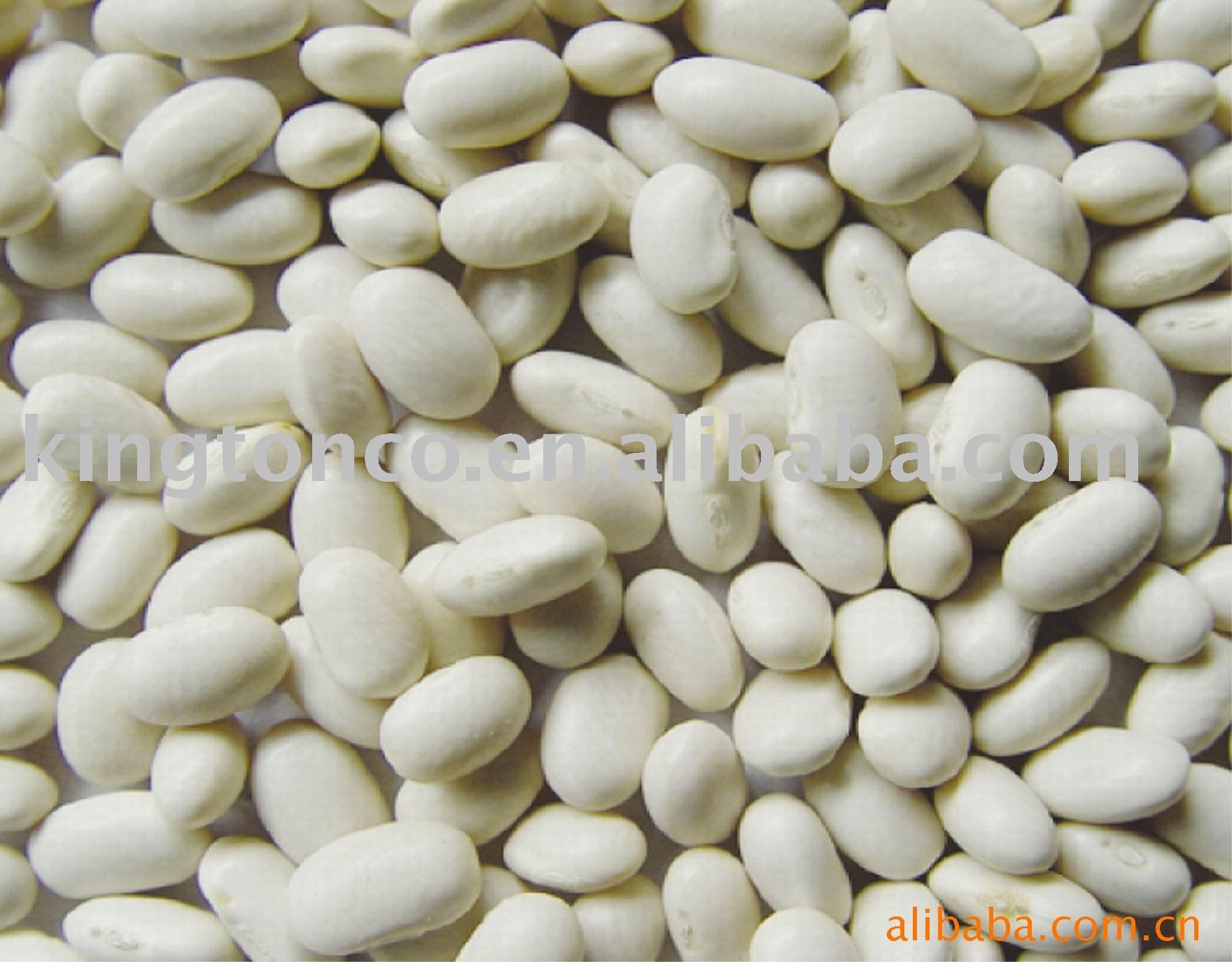 FLAT SHAPE WHITE KIDNEY BEANS