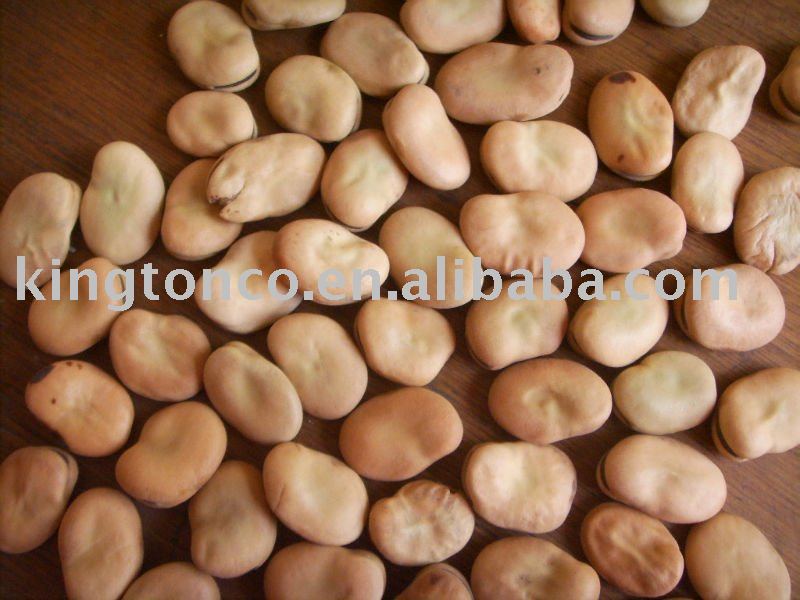 FAVA bean