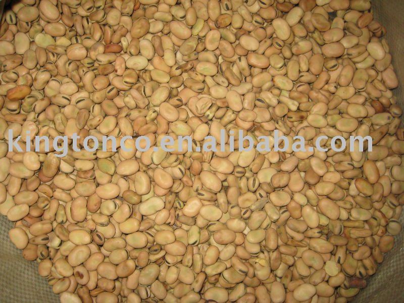 CHINA FAVA bean