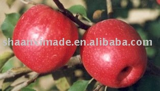  Qin    guan   apple