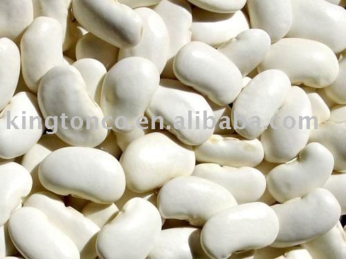 large white bean