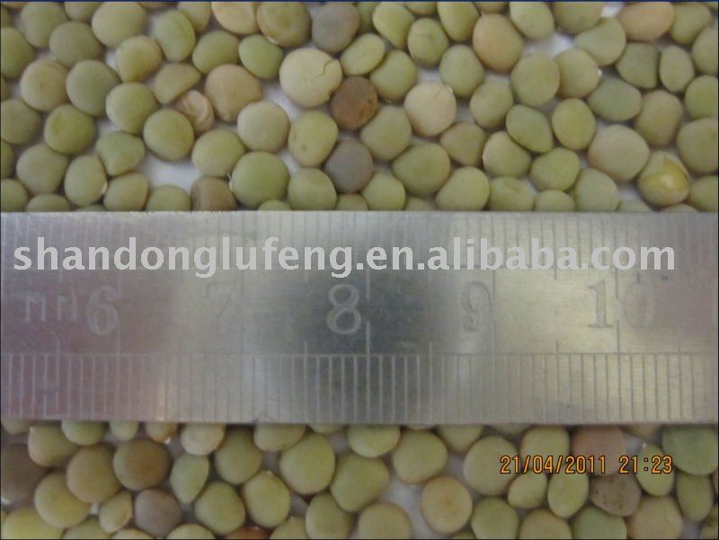 dry  green   lentil