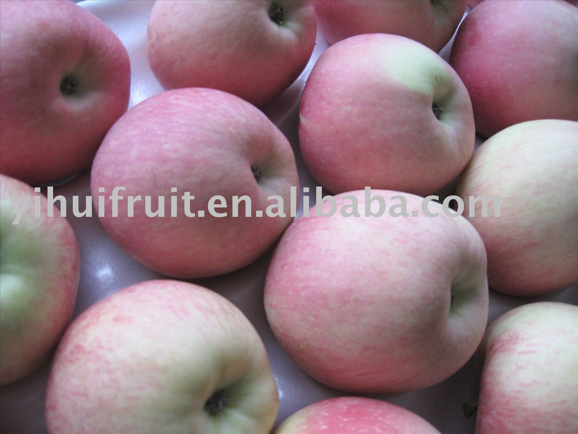 Red Fuji apple (with bag)09