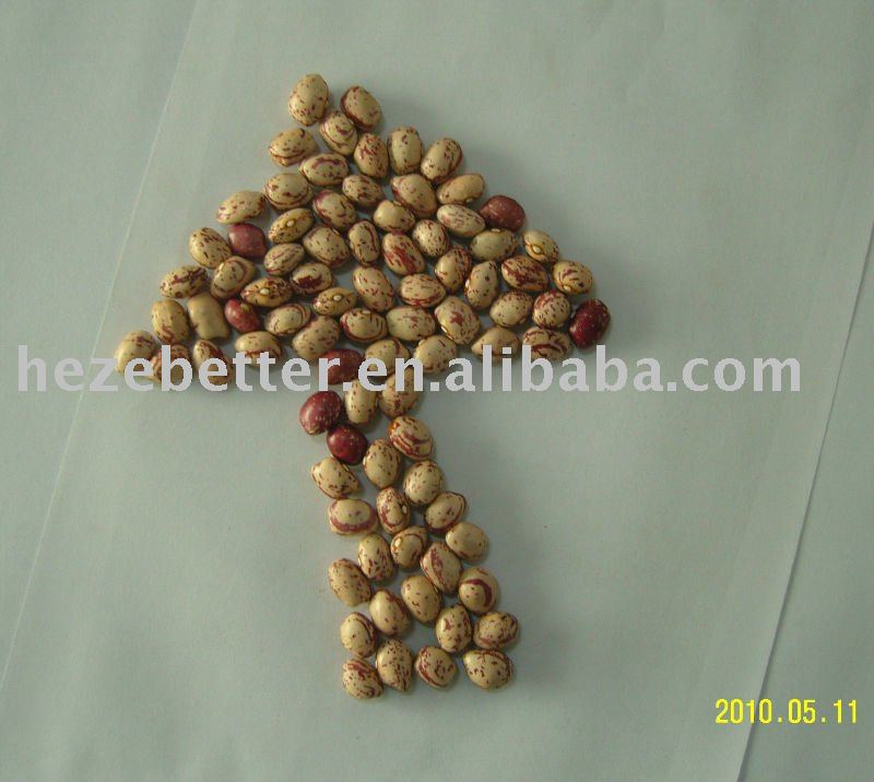 Light Speckled Kidney Beans, Round Shape, Origin Xinjinag