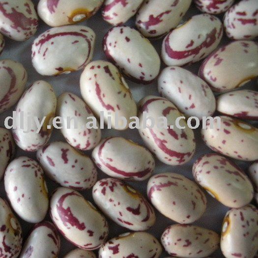 light speckled kidney beans American type with 2010
