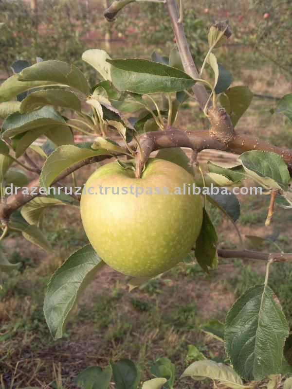 fresh apple