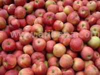 fresh apples
