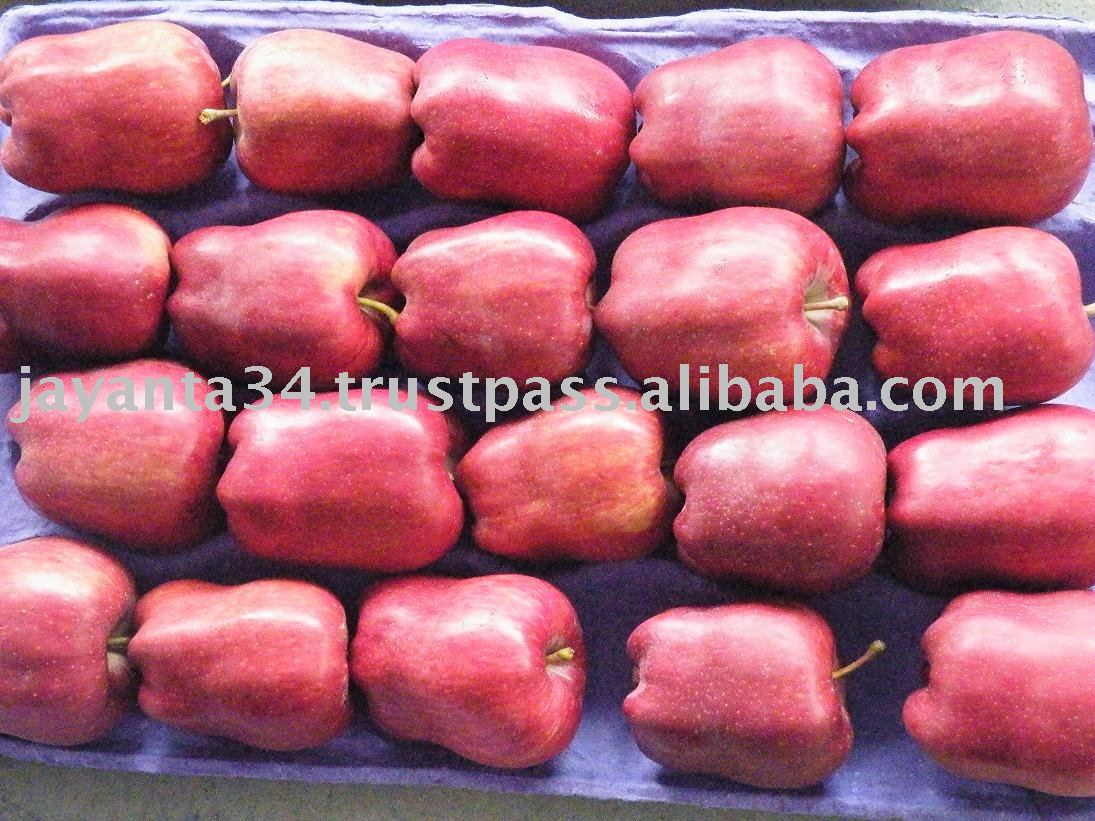 premium quality red delicious apple