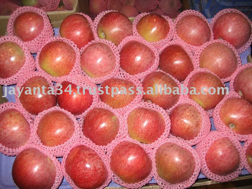 plastic bagged qinguan  apple