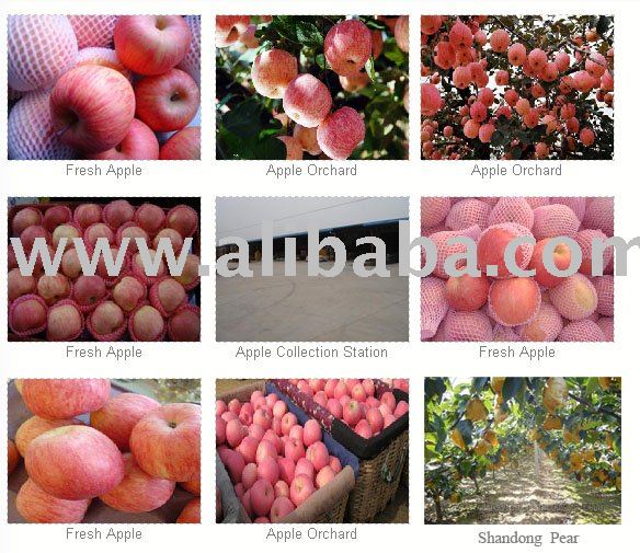 Fresh Fruit,Fresh Fuji Apples,Shandong Pears