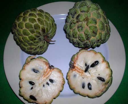 FRESH CUSTARD APPLES