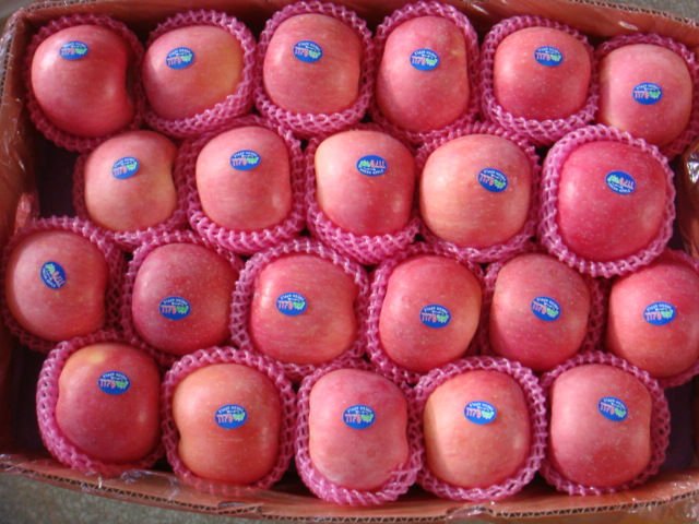 fuji apple
