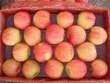  Fresh   jonagold  apple