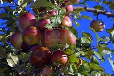 Paula Red Apples and other fruits and vegetables