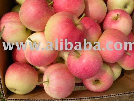 FRESH APPLE