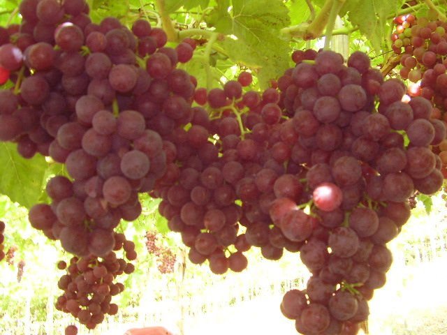 grapes