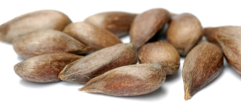 Apple seeds