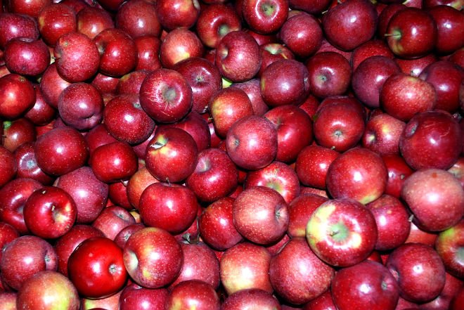 Sweet and Fresh apple(Golden delicious apple ,Red delicious apple )FOR SALE