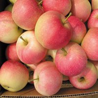 Fresh  Fuji   Apples , Red  Fuji   apples , Green   Fuji   apples , Yellow  fuji   apples  ready for sale