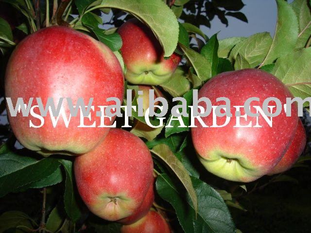 The best apples from Poland- big wholesale