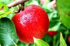 Green and Red Apples for sale in huge quantites
