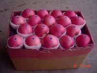 fresh apple