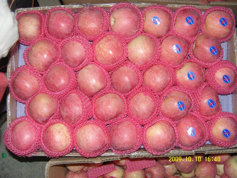 fresh fuji apple