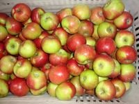  Fresh   Jiguan   Apple s