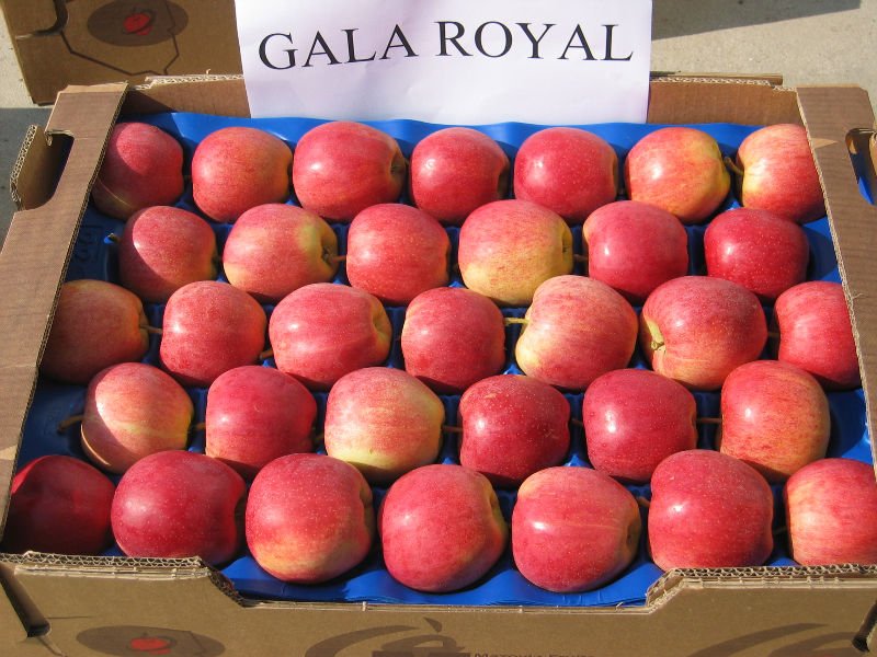 Gala  Royal   apple s