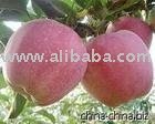 Red Star Apple