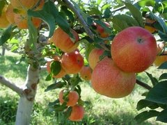 GALA/ROYAL GALA APPLE