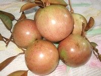 Vietnamese star apple fruit