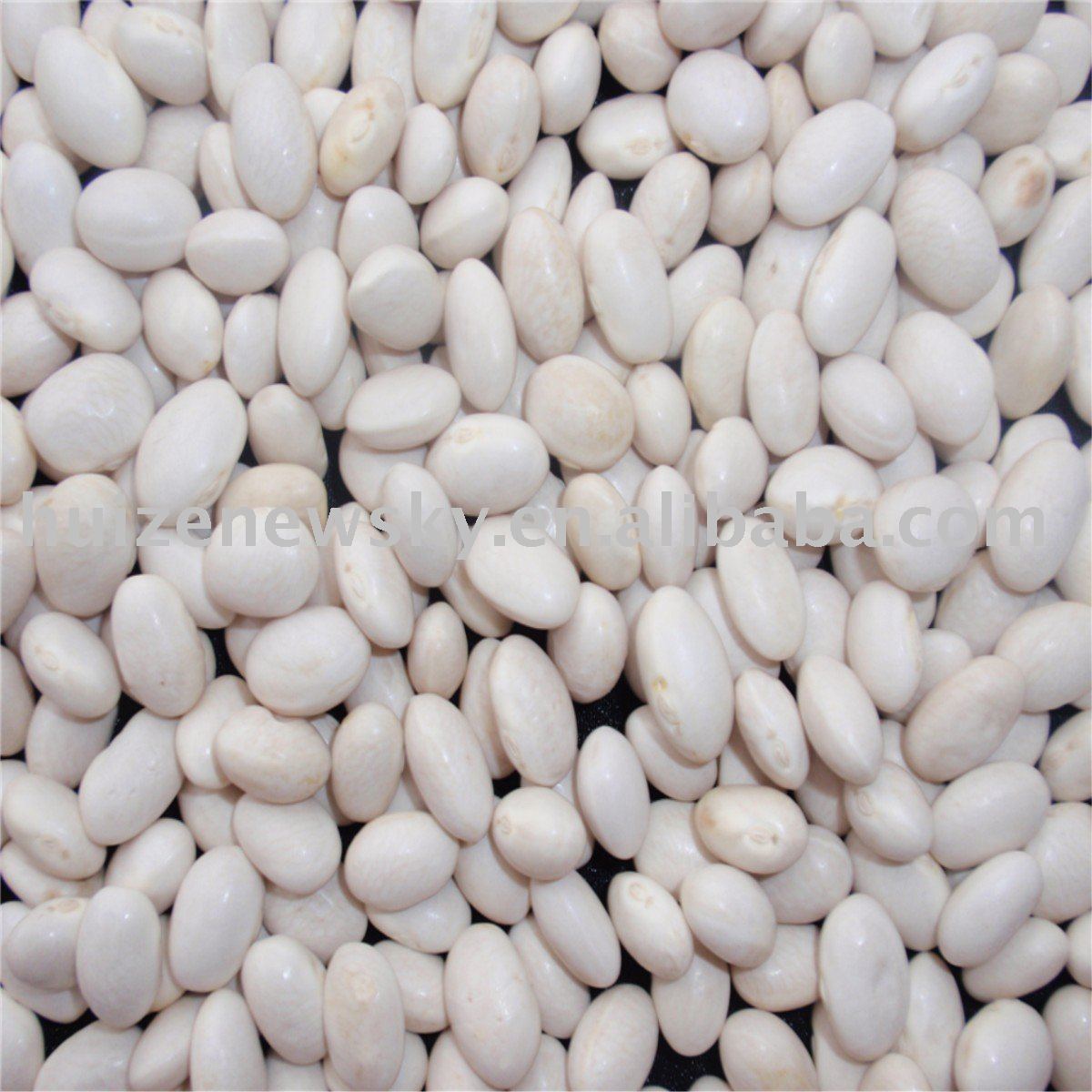  Round   Shape   White   Kidney   Beans 