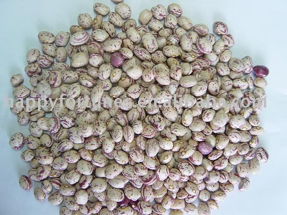 light speckled kidney bean kidney bean  xinjiang  bean pulses