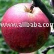 Apples
