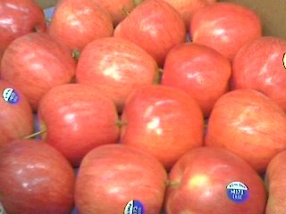 fresh  Apple   Gala 