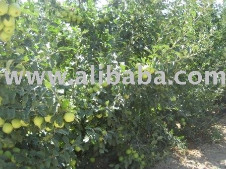 Apples