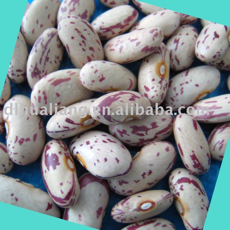 Long shape light speckled kidney bean 2010 crop