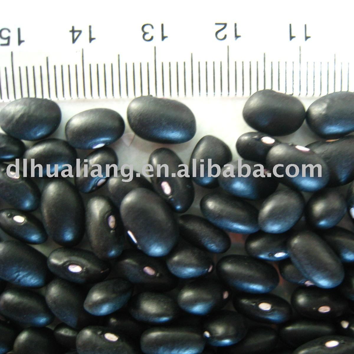 Round Shape China Black Kidney Bean new crop 2010