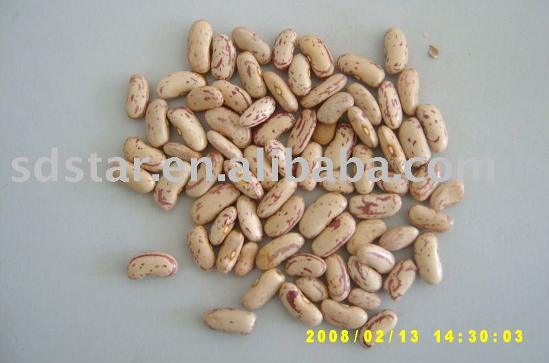 sell white speckled kidney bean(long shape)