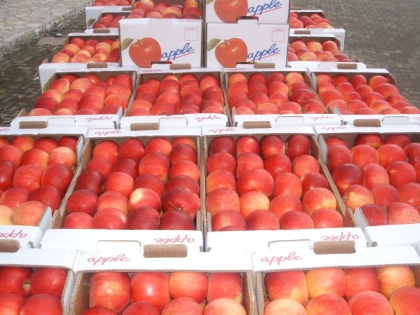 fresh apples