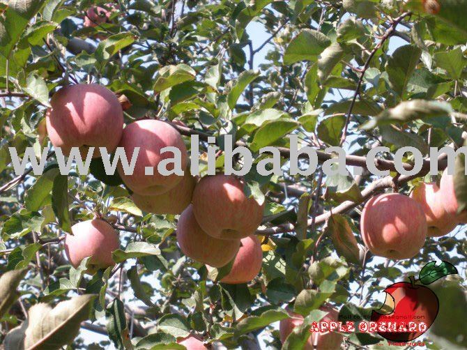 Fresh Apple, red apple, Fuji Apple,Red Delicious Golden Apple, Red Star Apple, Gala Apple,Malus dome