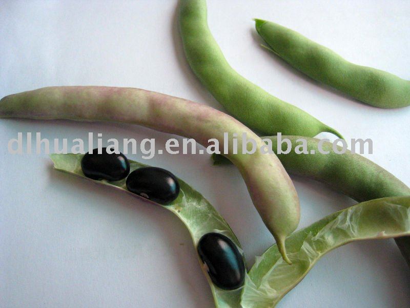 China Black Kidney Bean new crop