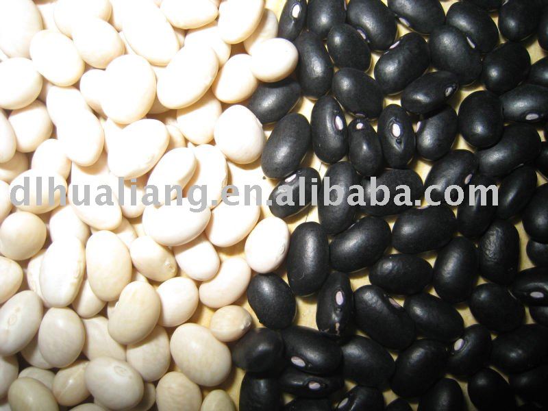 All kinds of Kidney beans 2010