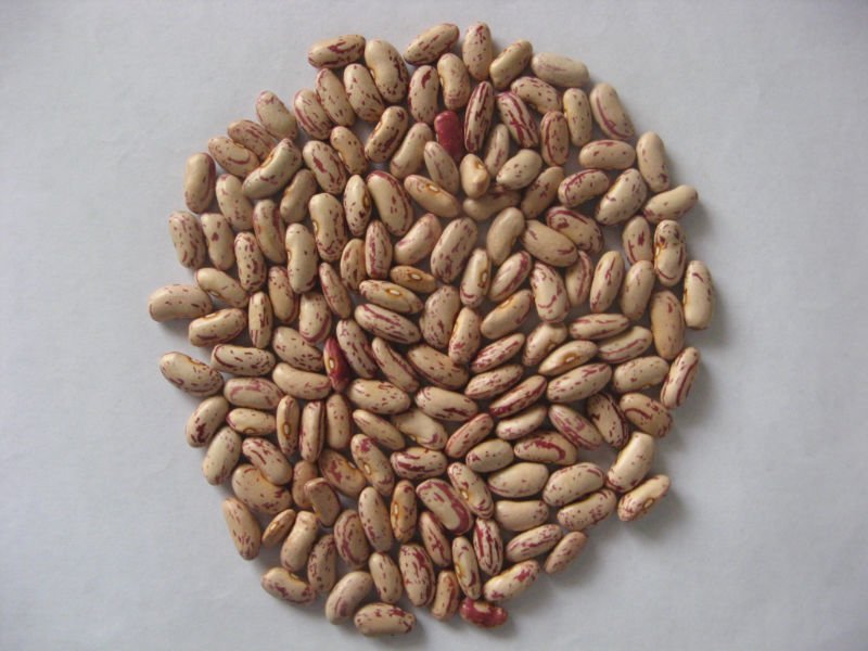 light speckled kidney bean (long shape)