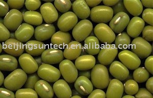  sprout   bean s