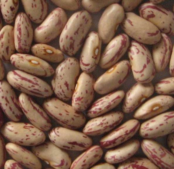 light speckled kidney bean(long shape)
