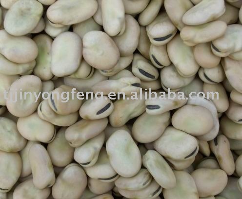 dry broad bean