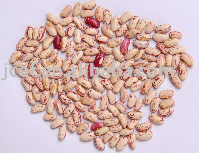 2010 new crop  red   sugar  bean(712)