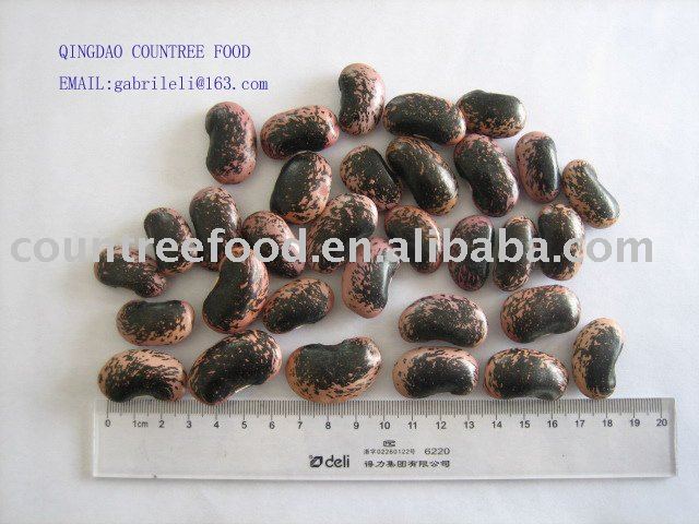  DARK   SPECKLED   KIDNEY   BEAN 